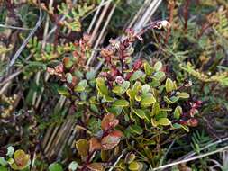 Image of Gaultheria colensoi Hook. fil.