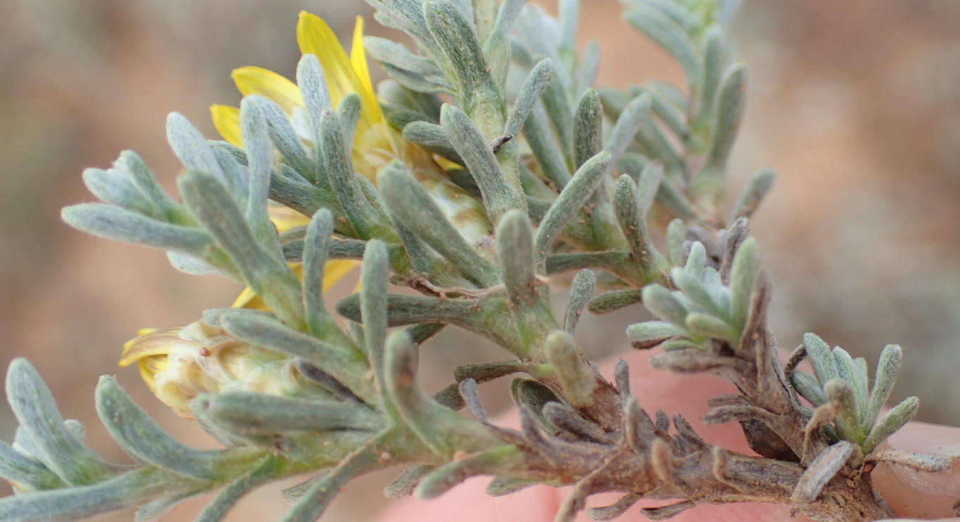 Image of Oedera oppositifolia (DC.) N. G. Bergh