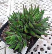 Haworthia resmi