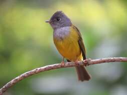 Image of Canary-flycatcher