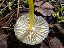 Image of Mycena epipterygia (Scop.) Gray 1821