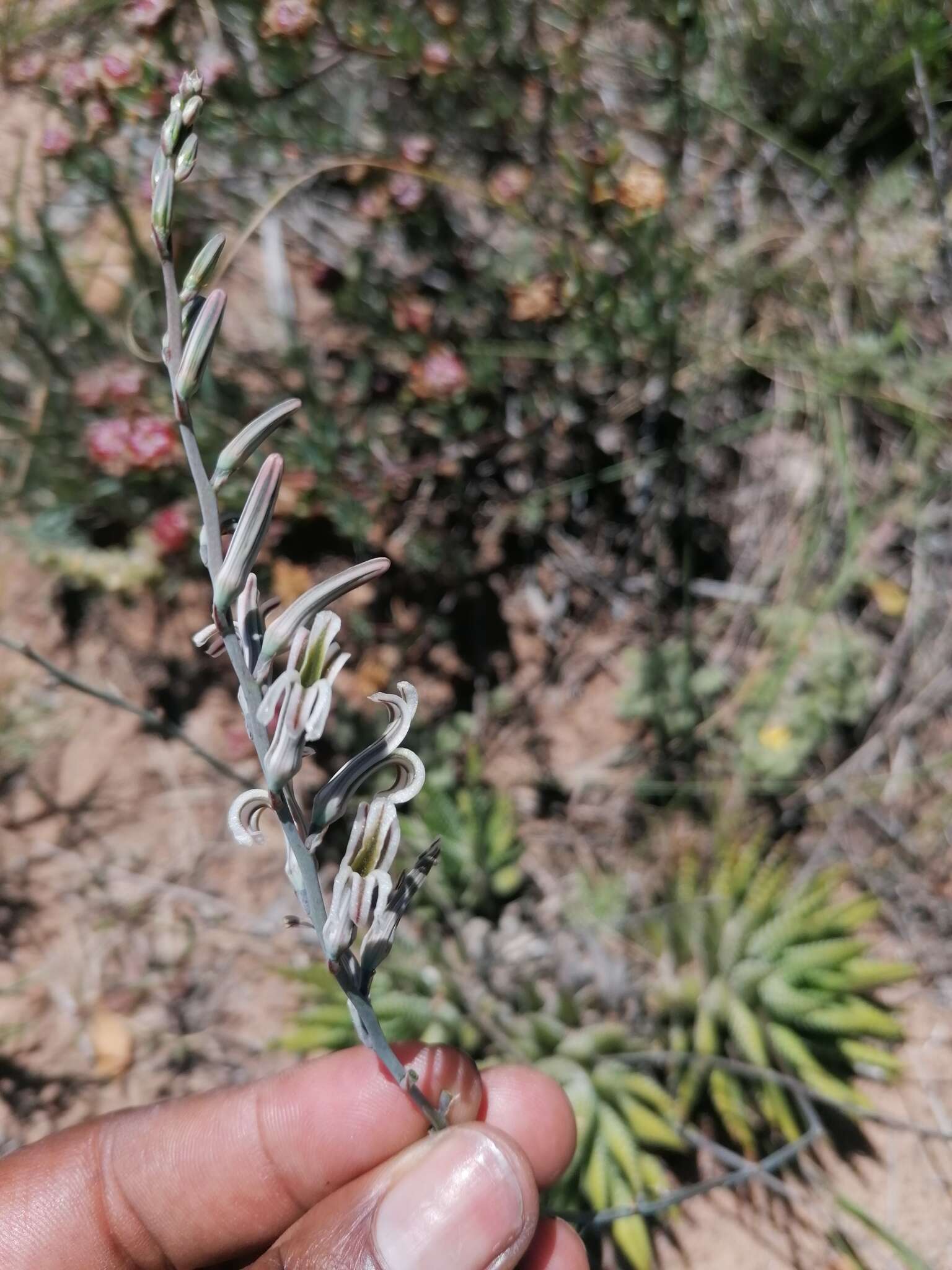 Image of Haworthiopsis fasciata (Willd.) G. D. Rowley