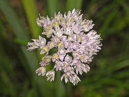 Image of Allium strictum Schrad.