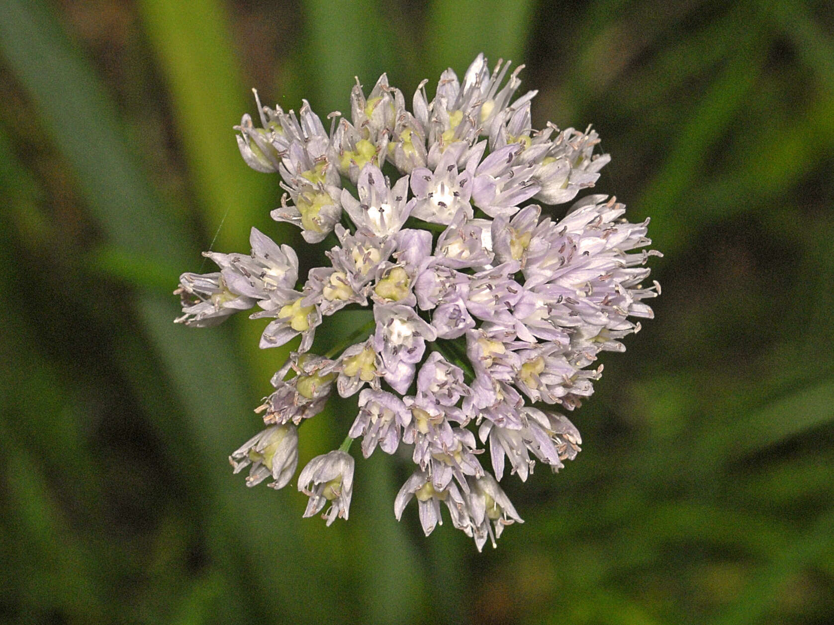 Image of Allium strictum Schrad.