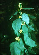 Image of Broad-leaved goldenrod