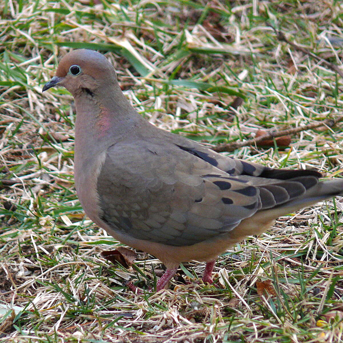 Image of American Mourning Dove