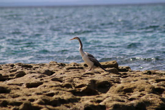 Image of Australasian Darter