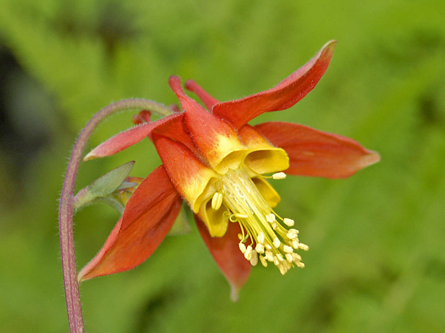 Image of fan columbine