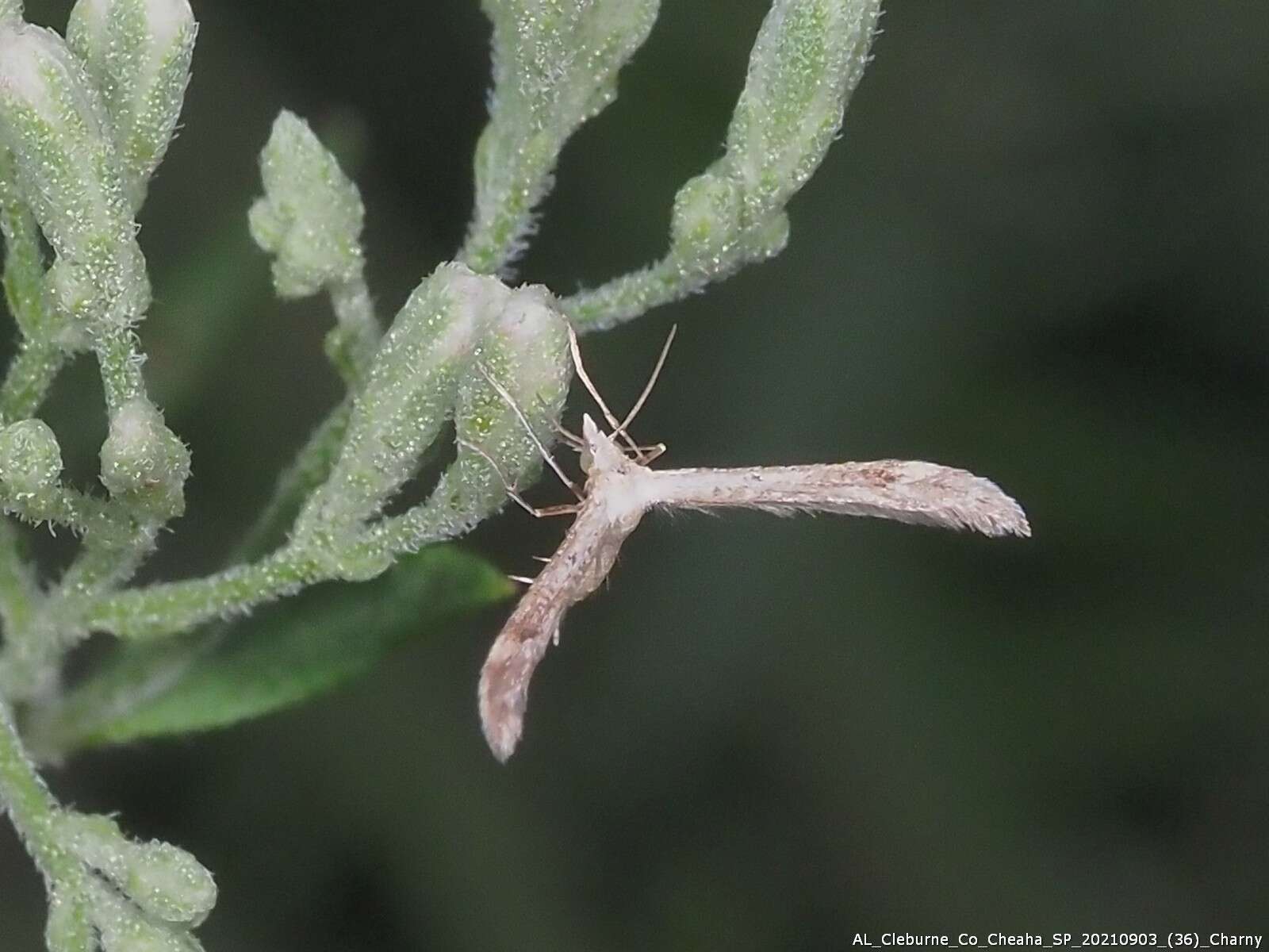 Lioptilodes albistriolatus (Zeller 1871) resmi