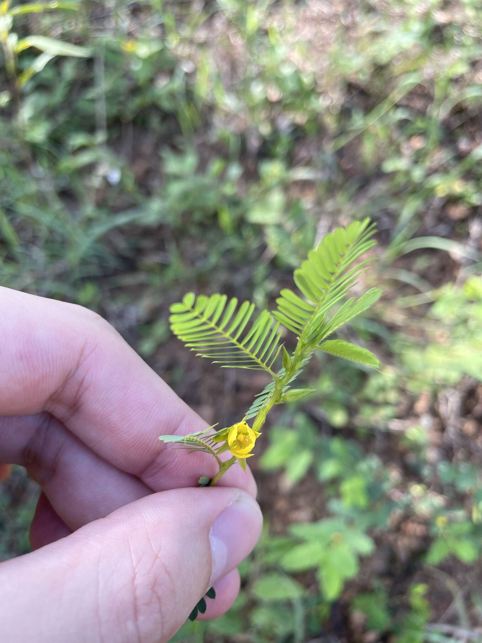 Слика од Chamaecrista nictitans var. diffusa