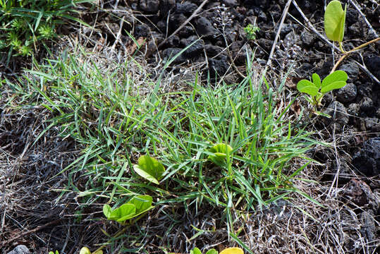 Image of Digitaria henryi Rendle