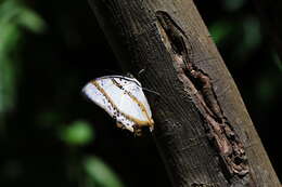 Imagem de Polyura nepenthes Grose-Smith 1883