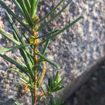 Image of Bertya recurvata Halford & R. J. F. Hend.