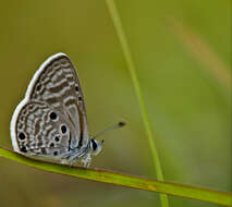 Image of Bright Babul Blue