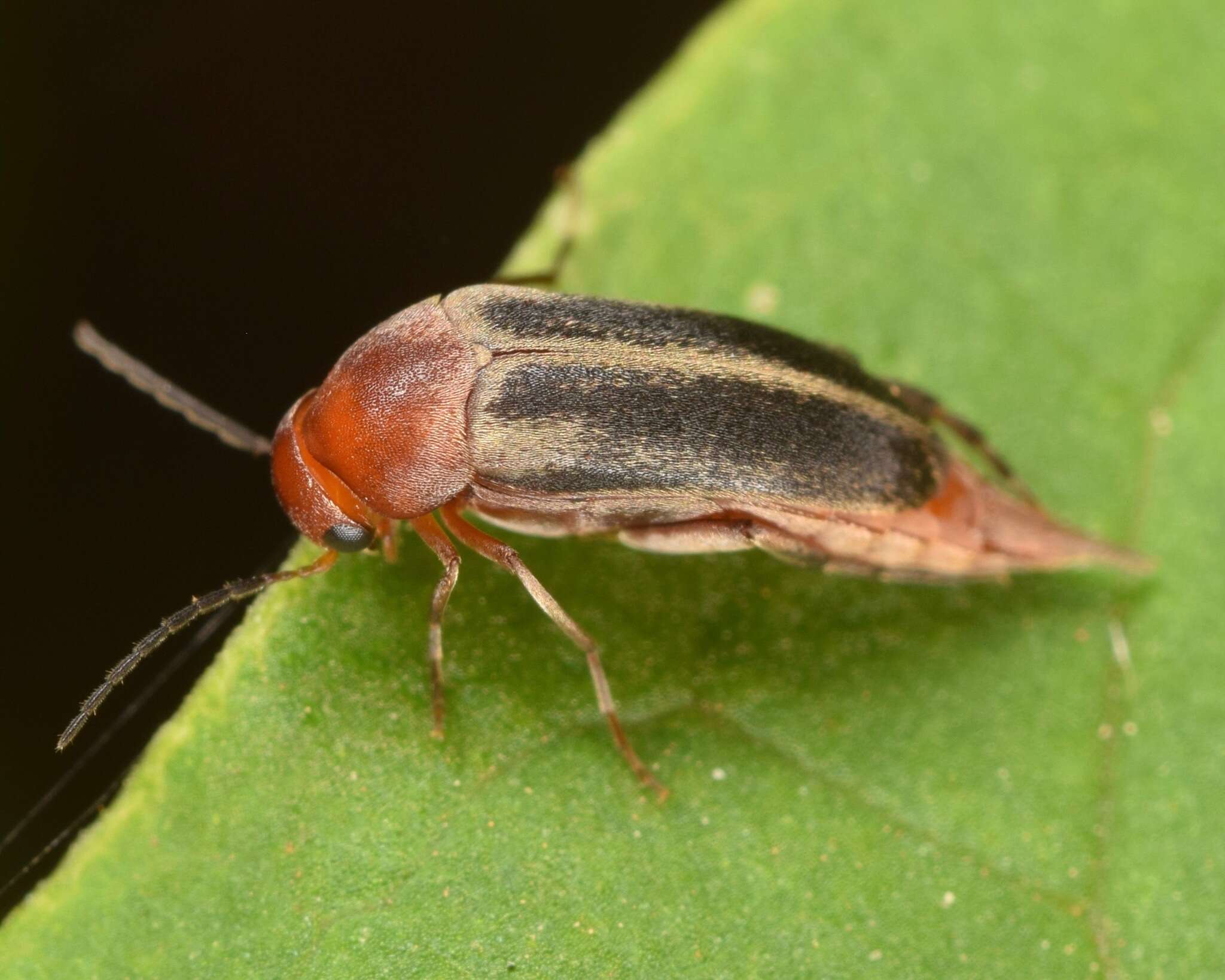 Image of Mordellistena fuscipennis (Melsheimer 1845)