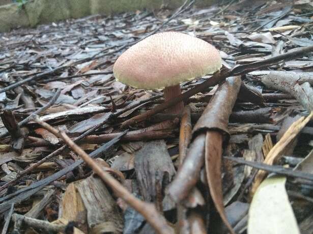 Image of Gymnopilus dilepis (Berk. & Broome) Singer 1951