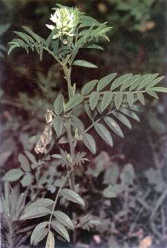 Image of American licorice