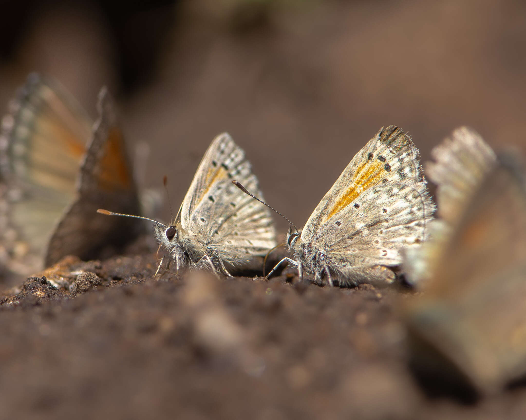 Слика од Pseudolucia chilensis (Blanchard 1852)