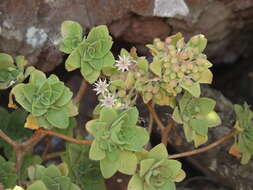 Image of Aeonium goochiae Webb. & Berth.