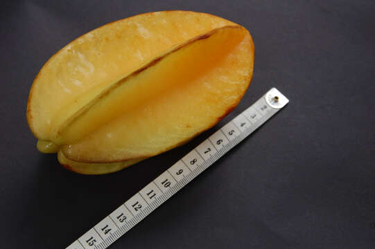 Plancia ëd Averrhoa carambola L.