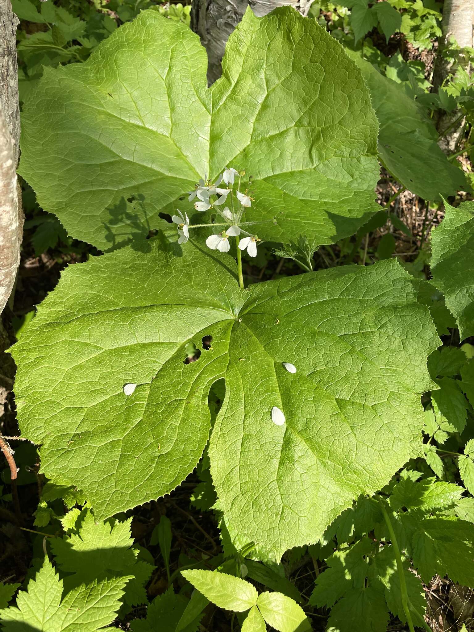 Image de Diphylleia grayi F. Schmidt