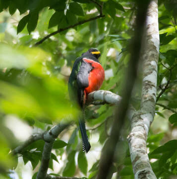 Слика од Trogon collaris Vieillot 1817