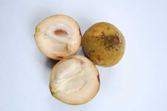 Image of Santol