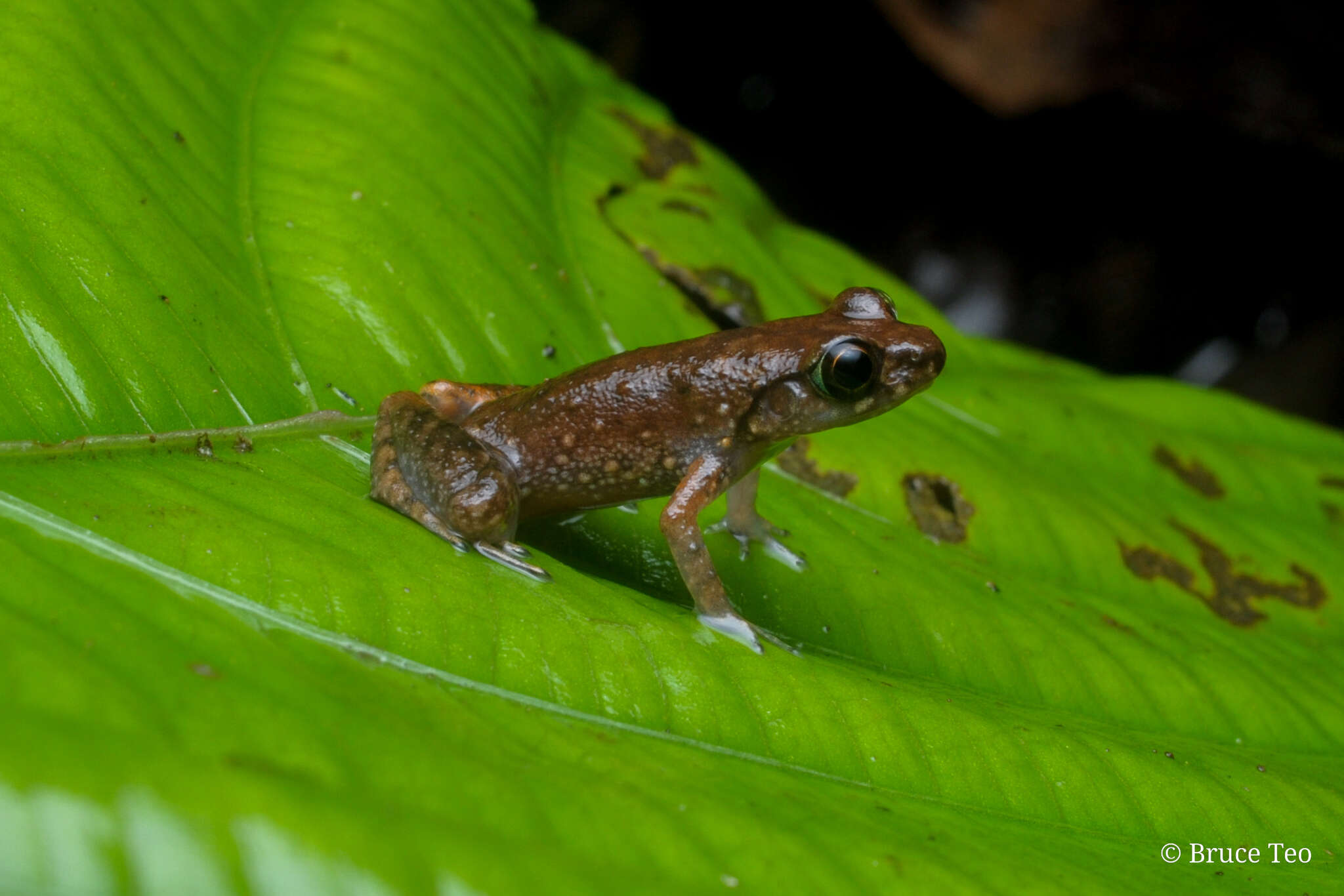 Image of Leptobrachella mjobergi Smith 1925