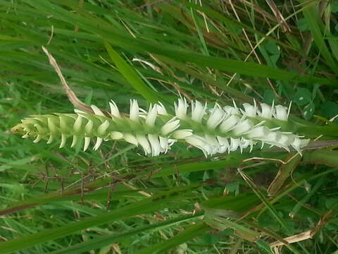 Image of Marsh lady's tresses