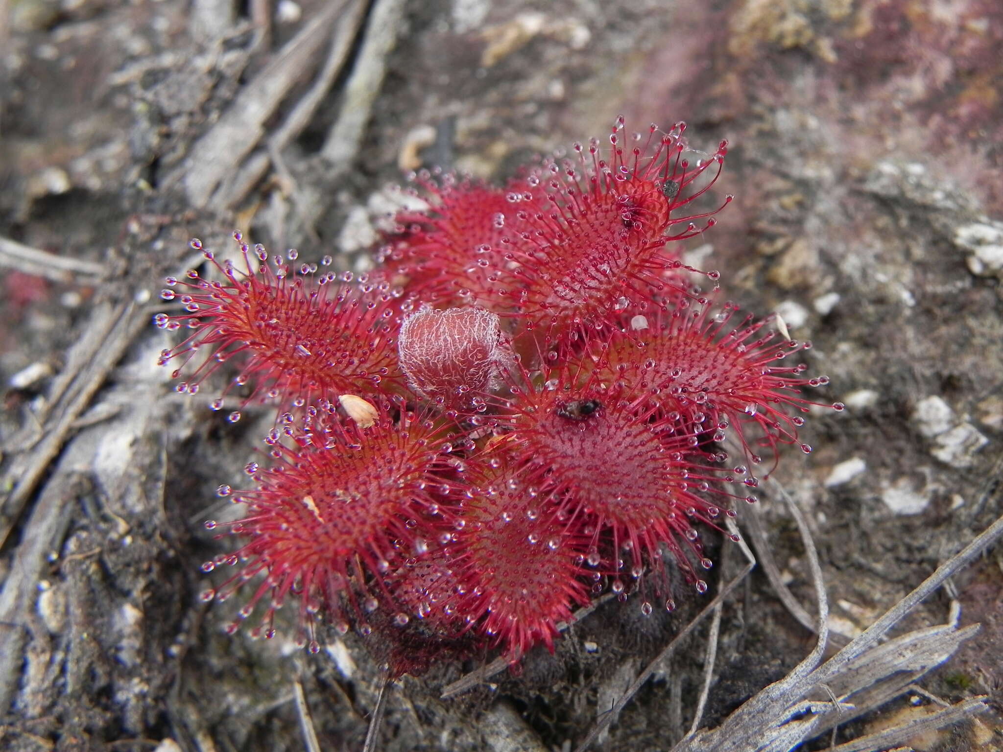 Drosera montana var. tomentosa (St. Hil.) Diels的圖片