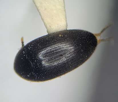 Image of Eustrophopsis