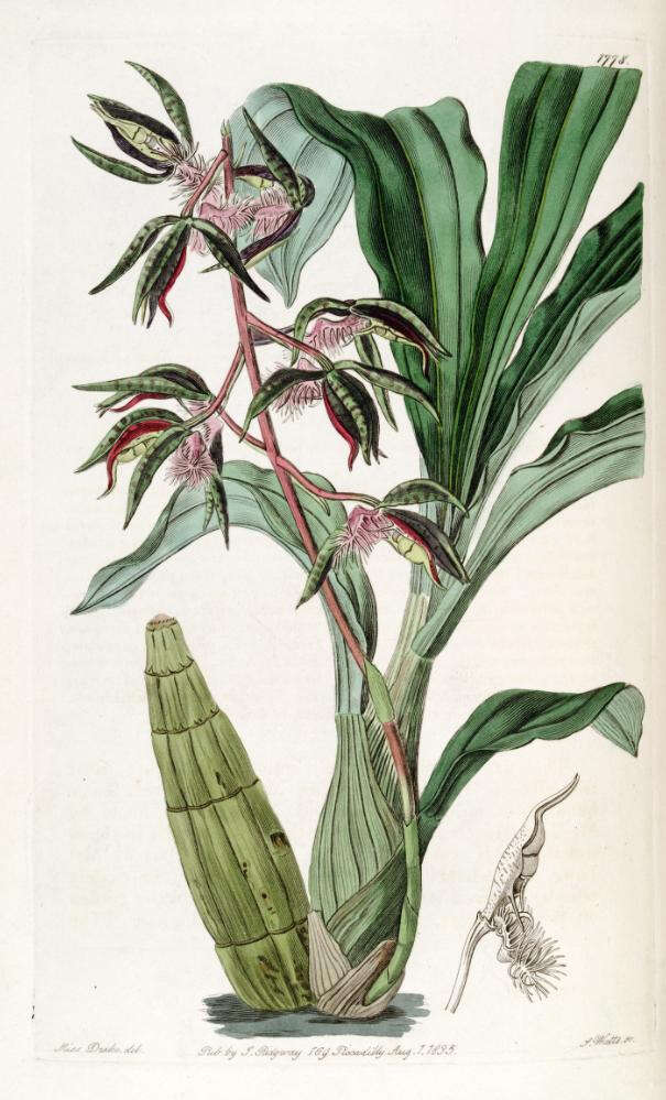 Image de Catasetum barbatum (Lindl.) Lindl.