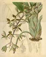 Image de Catasetum barbatum (Lindl.) Lindl.