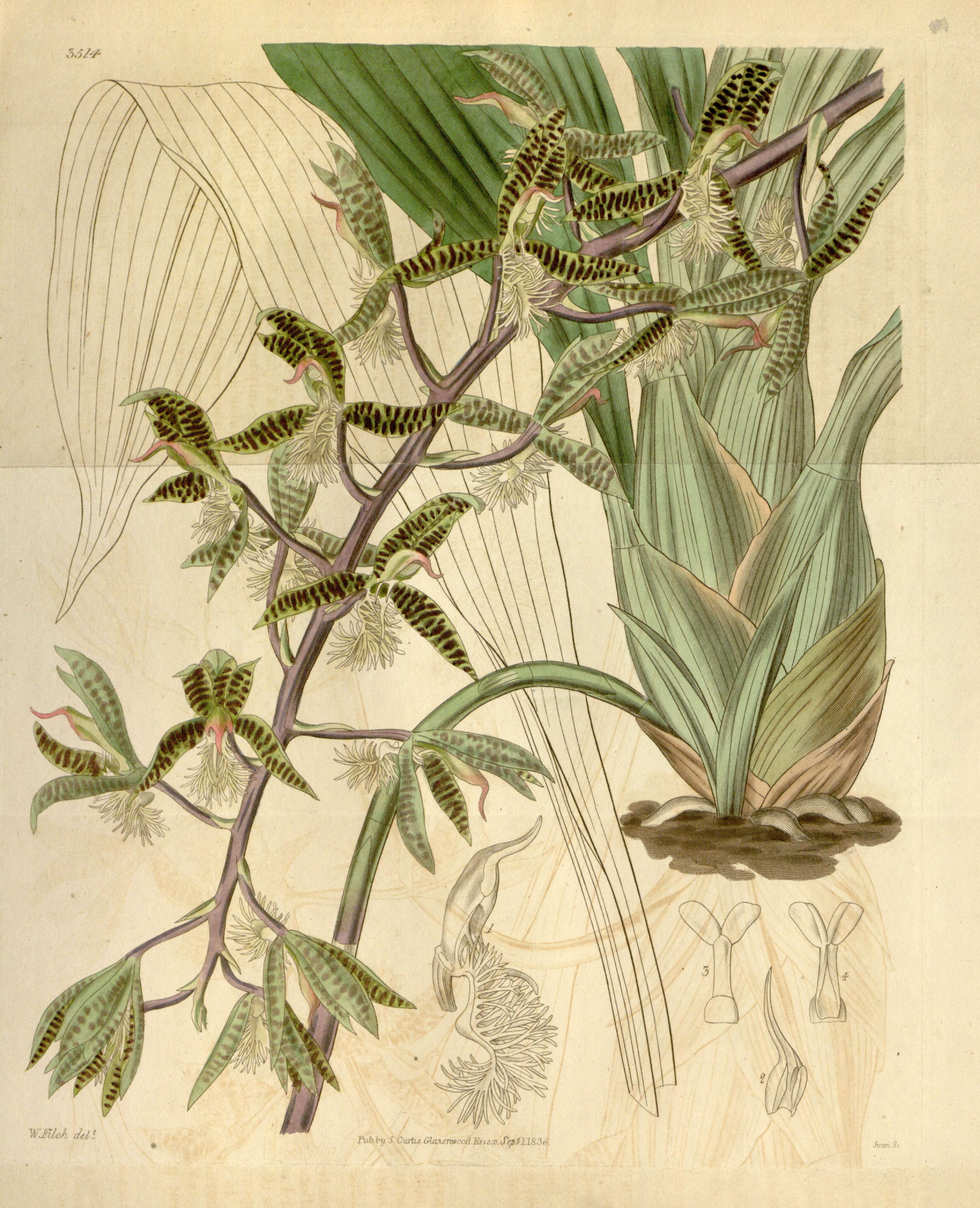 Image of Bearded Catasetum