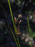 Imagem de Juncus usitatus L. A. S. Johnson