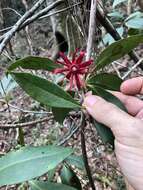 Image de Illicium floridanum Ellis