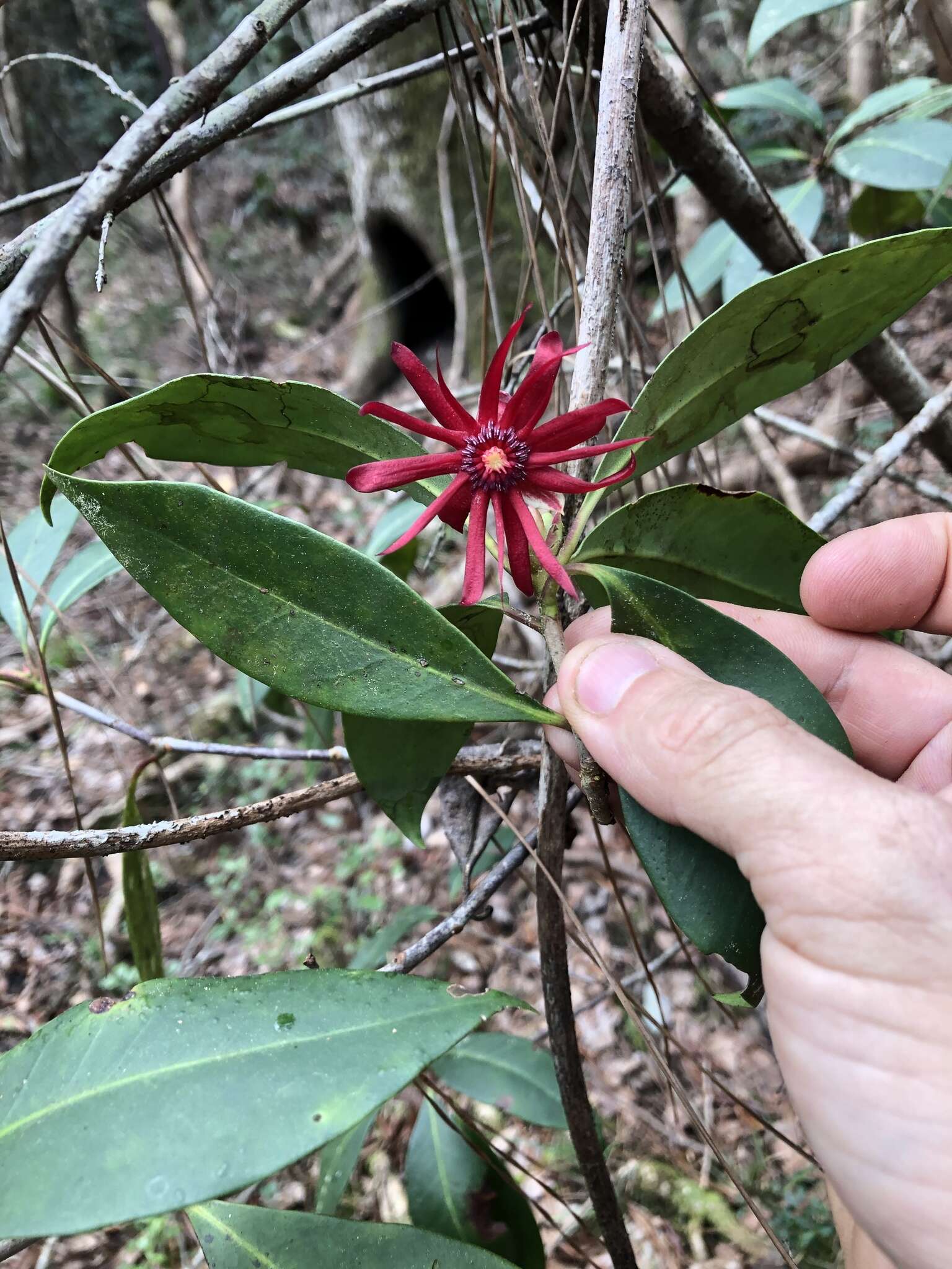 Image de Illicium floridanum Ellis