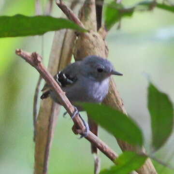 Image of Plain-throated Antwren