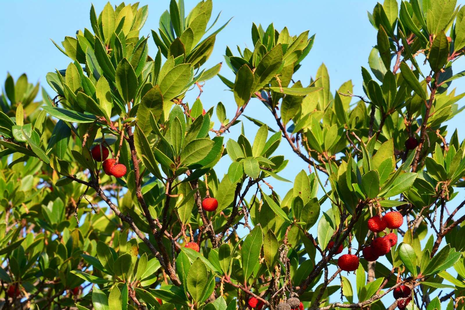 Image of strawberry tree