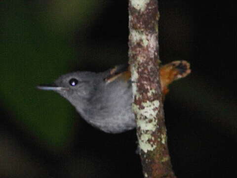 Image of Rufous-bellied Antwren