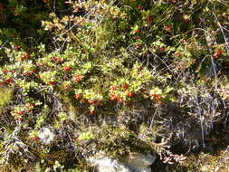 Image of lingonberry