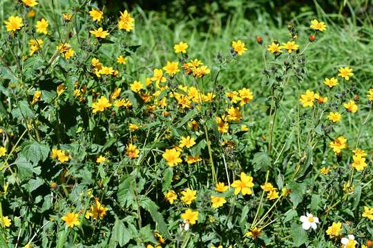 Image of Simsia amplexicaulis (Cav.) Pers.