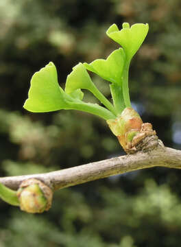 Image of Ginkgoopsida