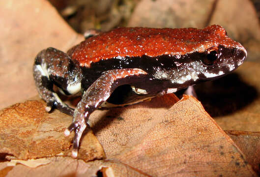 Image of Keferstein’s Toadlet