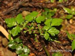 Imagem de Sanicula lamelligera Hance