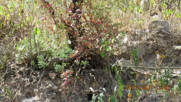 Image of Sedum allantoides Rose