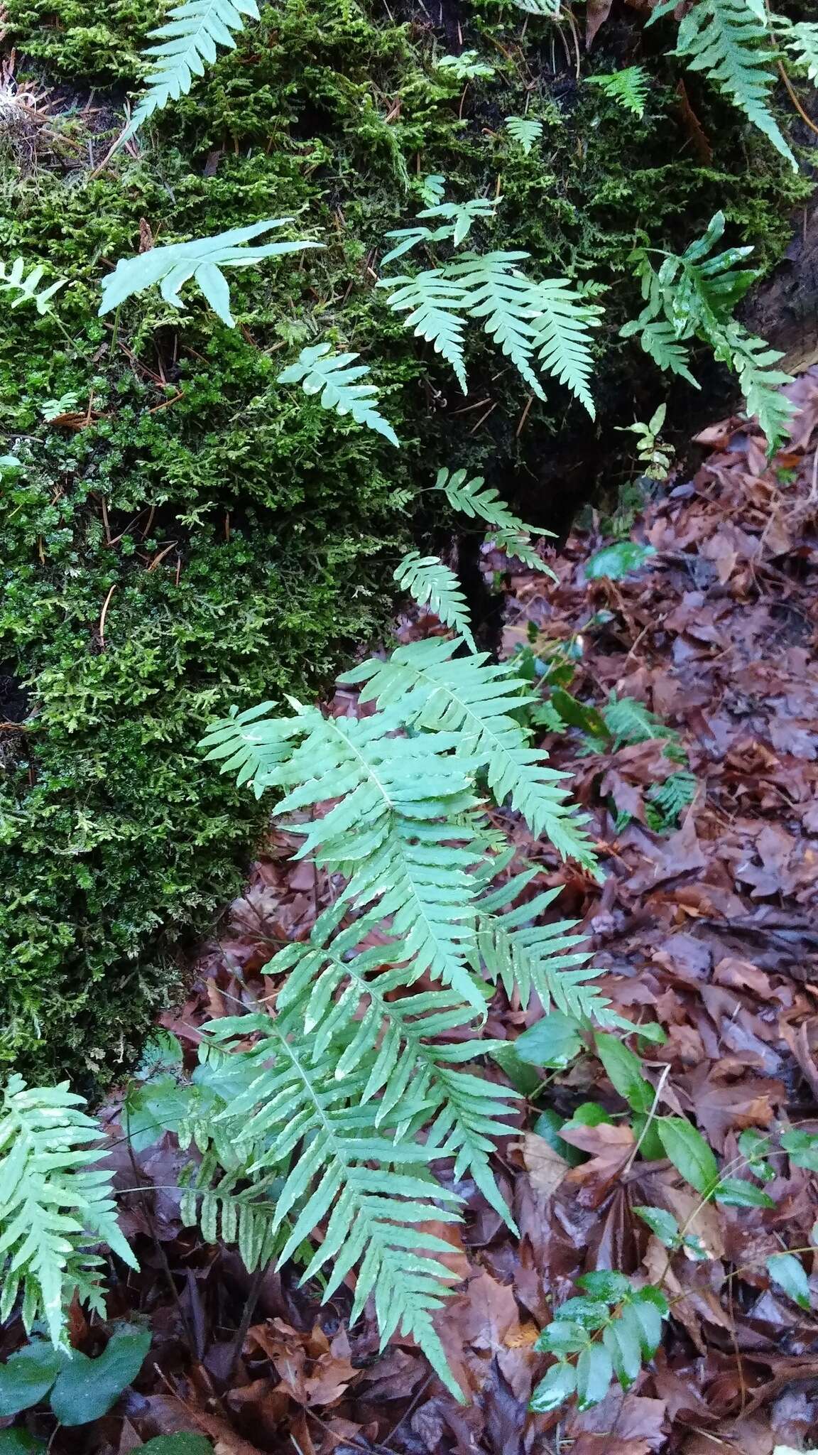 Image of licorice fern