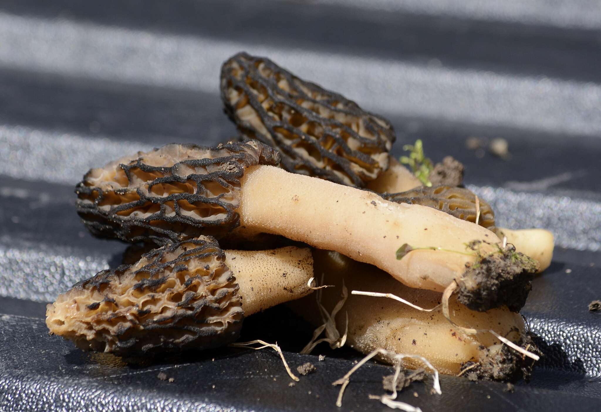 Image of Morchella angusticeps Peck 1887