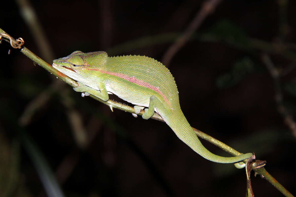 Image of Perinet chameleon