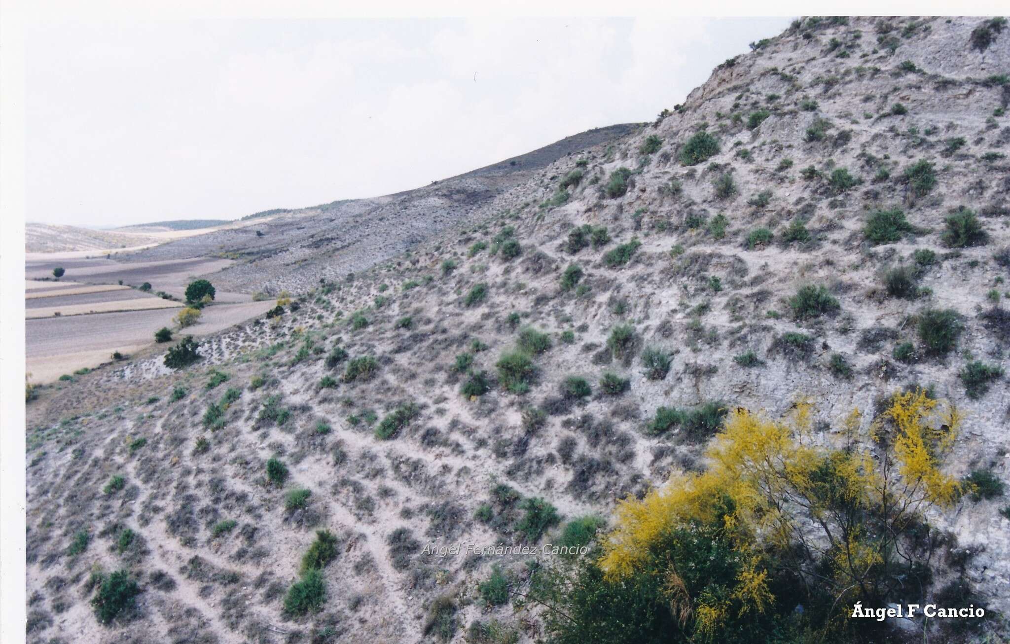 Image of Retama sphaerocarpa (L.) Boiss.